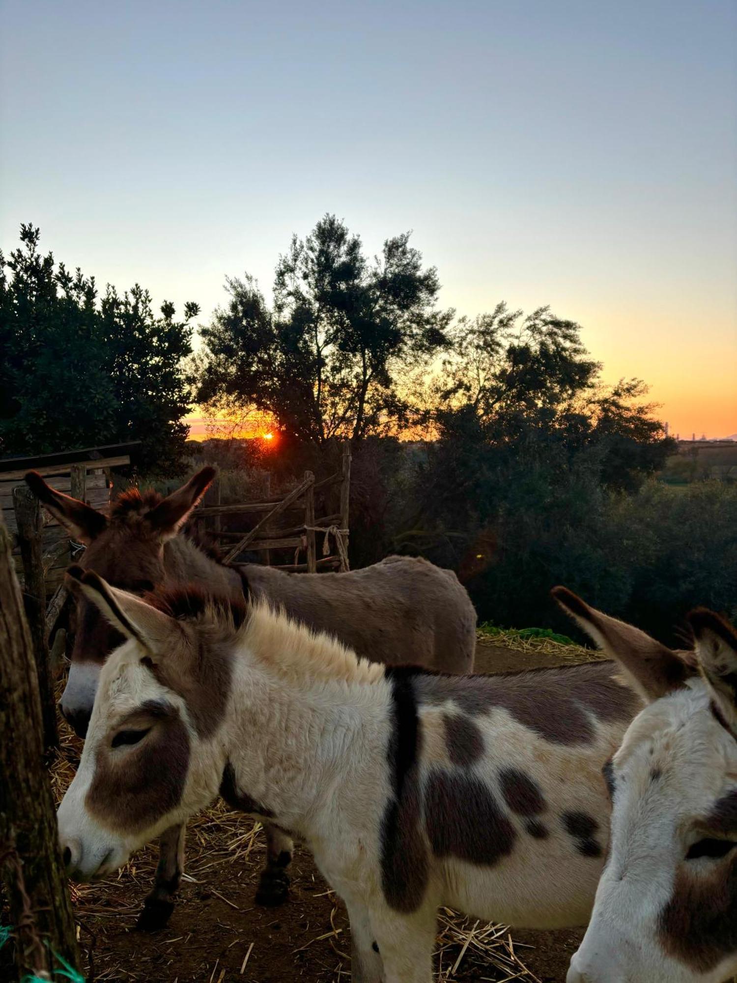 Tenuta Saracone Montalto di Castro Extérieur photo