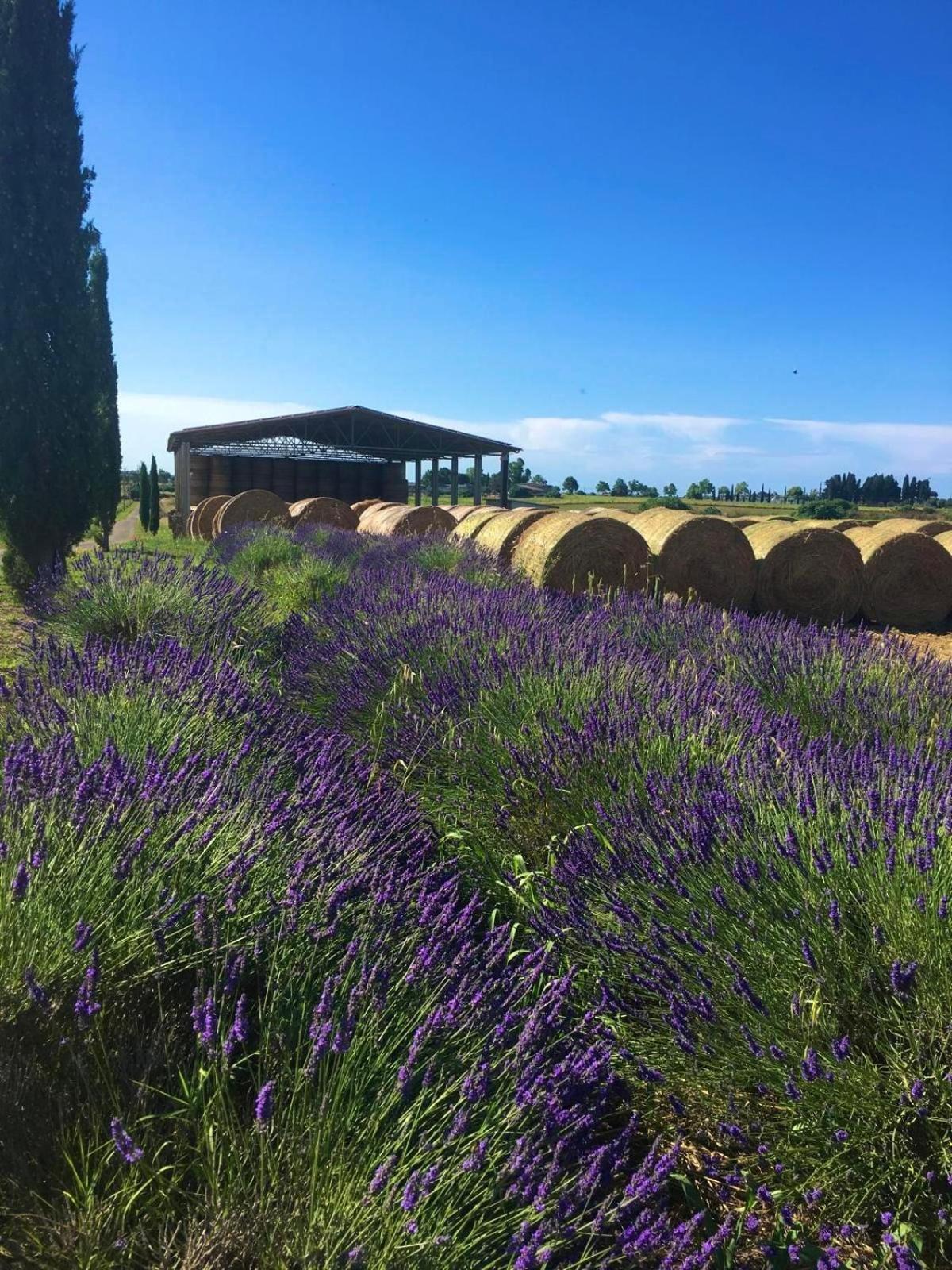 Tenuta Saracone Montalto di Castro Extérieur photo